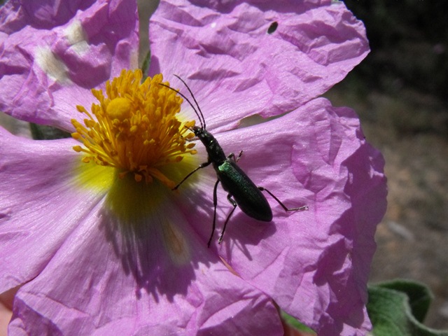 Coleottero su Cistus: probabile  Chrysanthia (Oedemeridae)